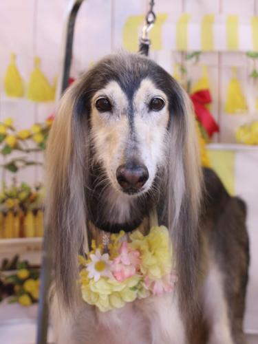 20240428シリウスくん